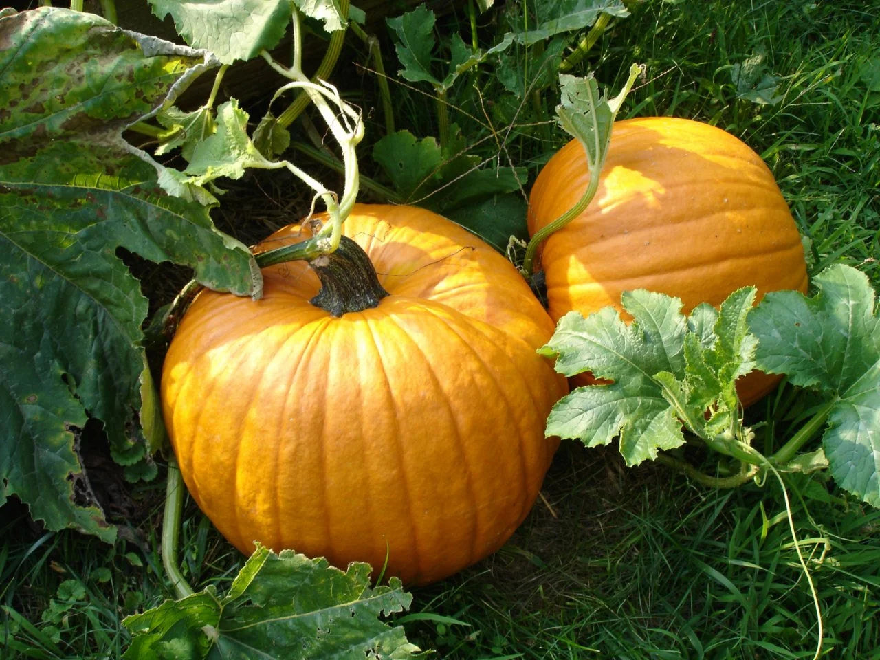 Vegetable Seeds